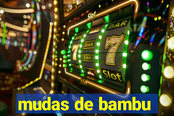 mudas de bambu